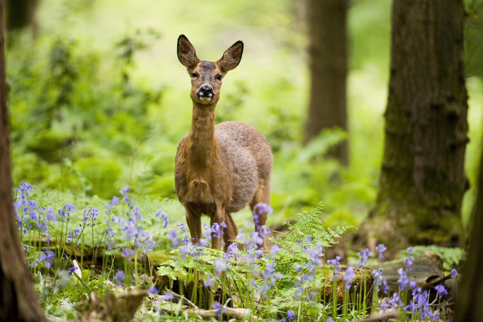 Highly commended – "Roe Deer in a Bluebell Wood" by Don Hooper