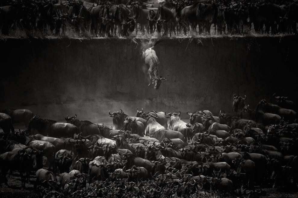Winner, Nature – "The Great Migration" by Nicole Cambré