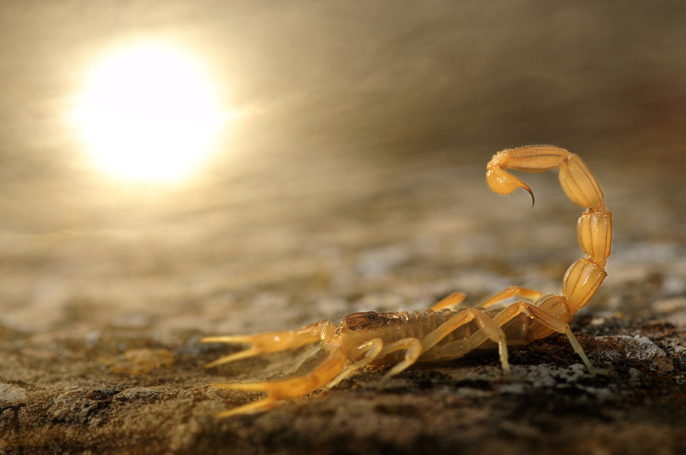 Winner, Young Wildlife Photographer of the Year – "Stinger in the Sun" by Carlos Perez Naval
