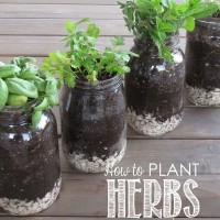 Herbs in Mason Jars