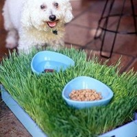 Food Bowls in Wheatgrass