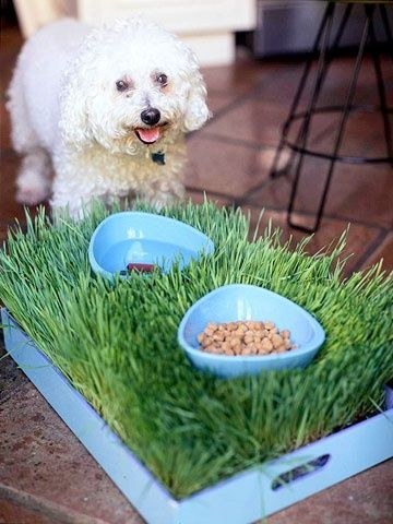 Food Bowls in Wheatgrass