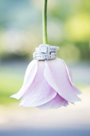 Blush Rose and Wedding Rings