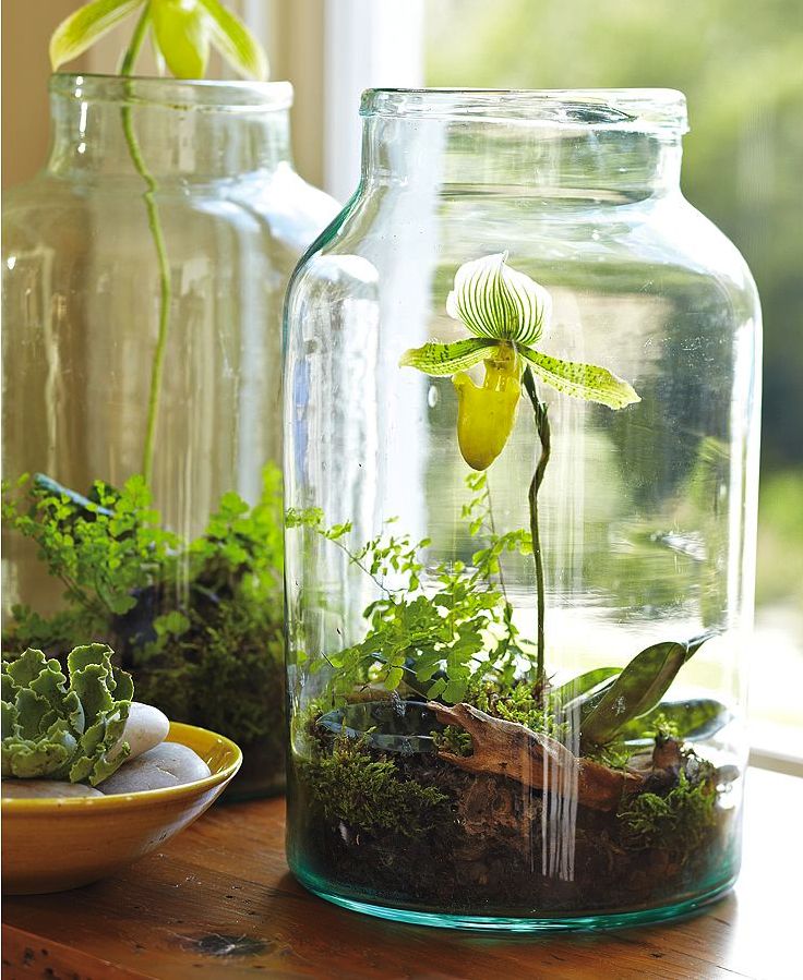 Garden in Jar