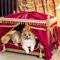 Luxurious Dog Houses