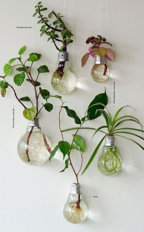 Bulb Decoration