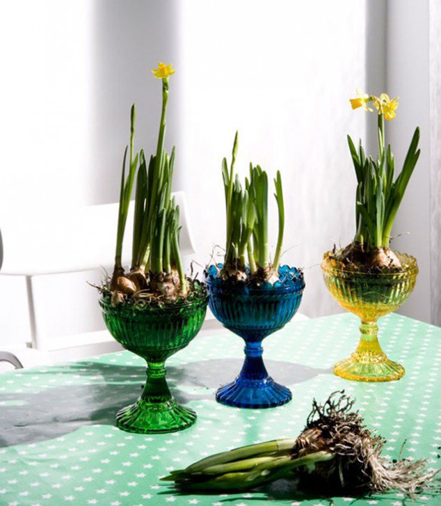 Daffodil for Table Decoration