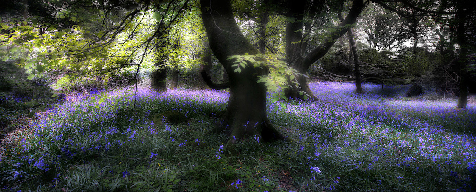 Third place, Seasons – "Bluebell Wood" by David Shandley