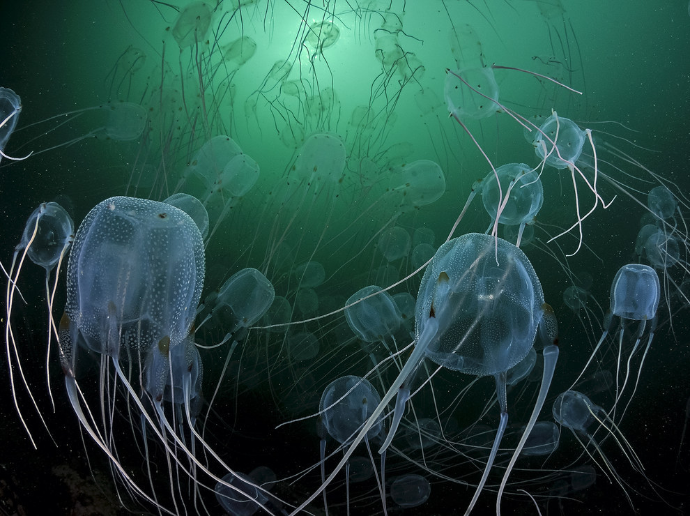 Finalist, Underwater Species – "Jelly Fireworks" by Geo Cloete