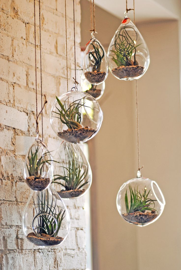 DIY Plant Project