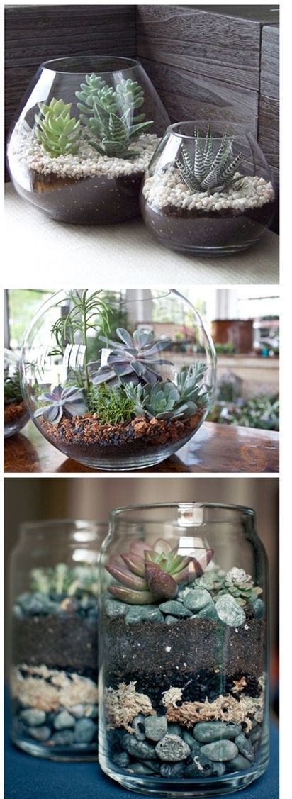 DIY Succulent Terrariums