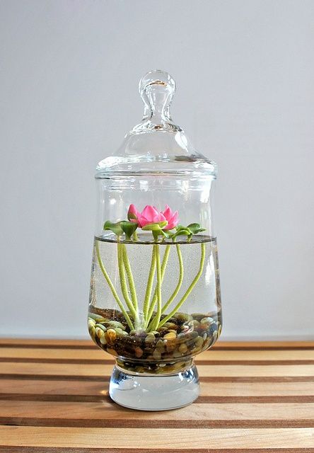 Freshwater Terrarium