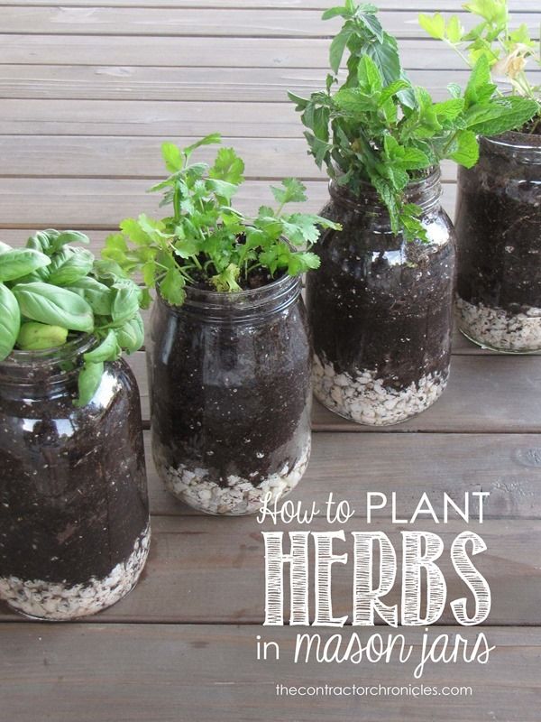 Herbs in Mason Jars