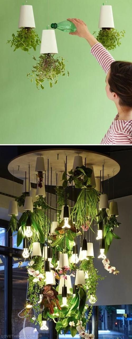 Indoor Garden