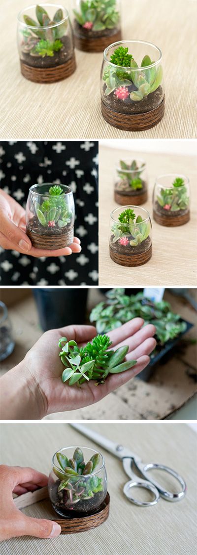 Wood Base Terrariums