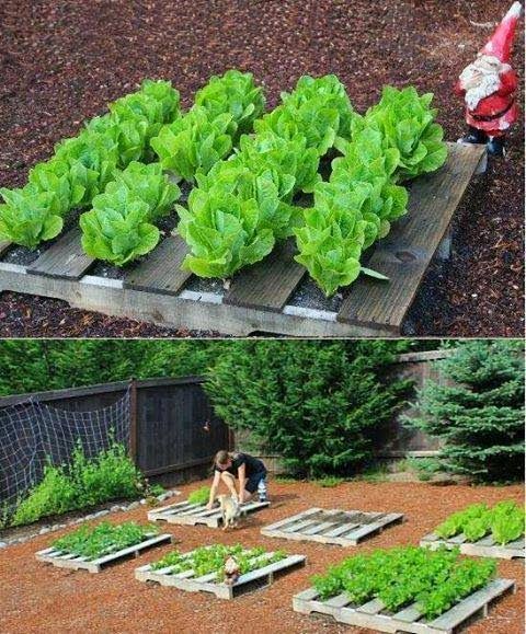 Raised Beds from Pallets