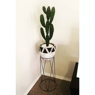 Cactus and Stand