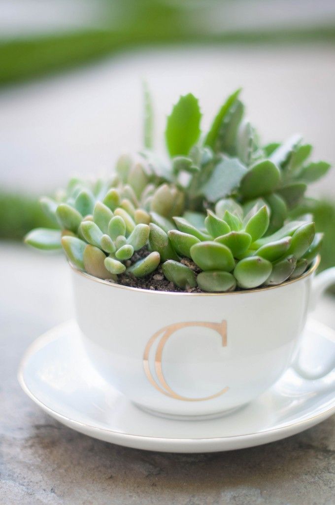 20 Ideas to Decorate Desks with Succulent