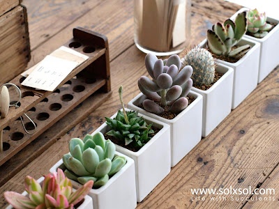 20 Ideas to Decorate Desks with Succulent