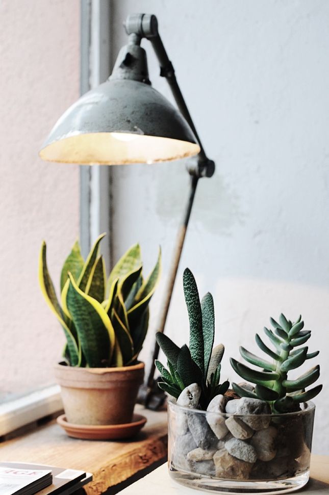 20 Ideas to Decorate Desks with Succulent