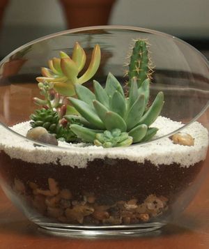 20 Ideas to Decorate Desks with Succulent