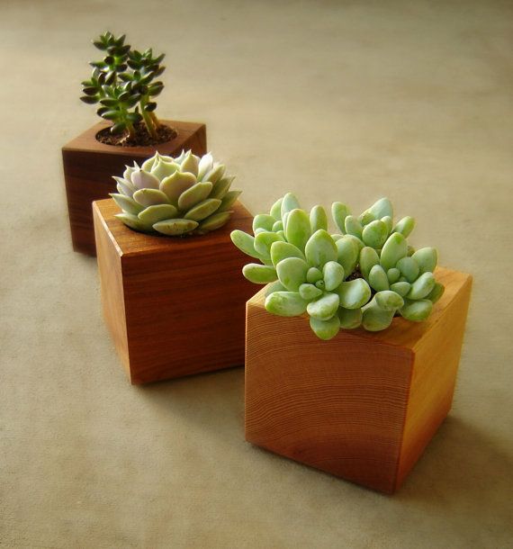 20 Ideas to Decorate Desks with Succulent