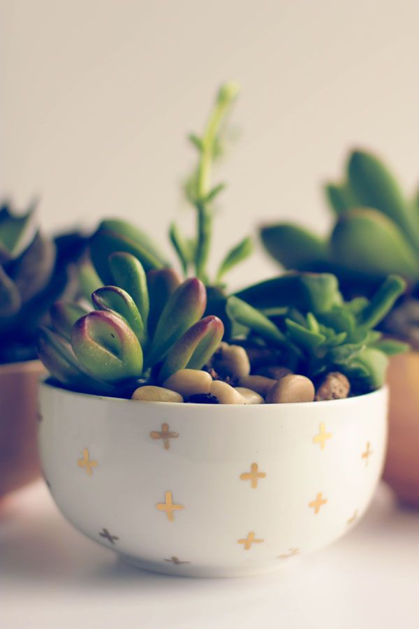 20 Ideas to Decorate Desks with Succulent