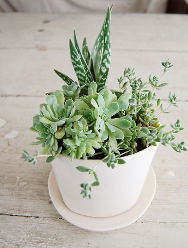 20 Ideas to Decorate Desks with Succulent