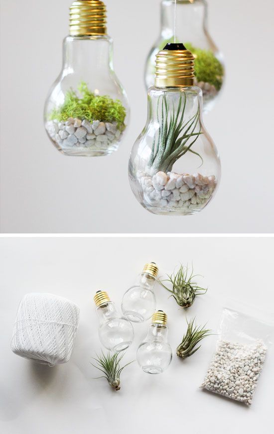 Lightbulb Terrariums