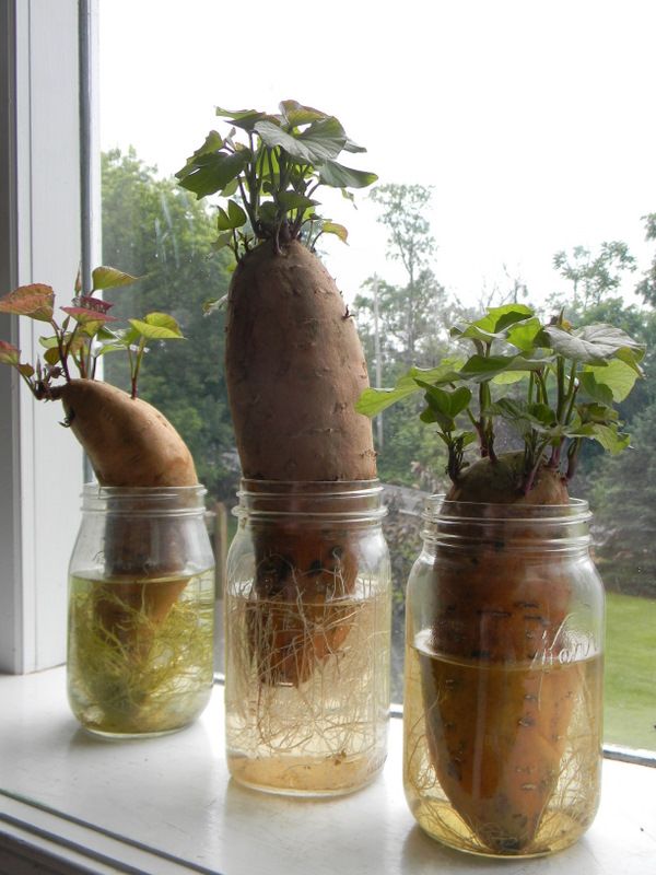 Mason Jar Gardens 2