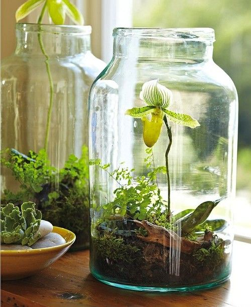 Mason Jar Gardens 9