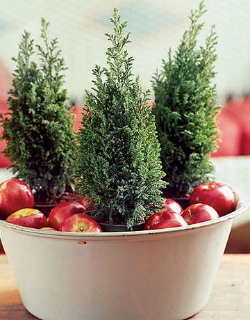 Miniature Evergreens among Apples