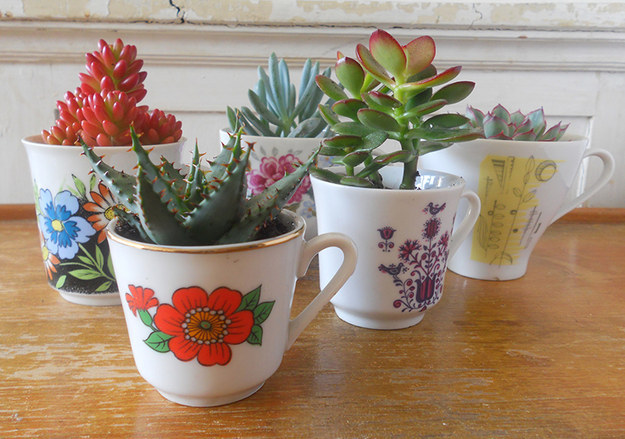 Teacup Succulents