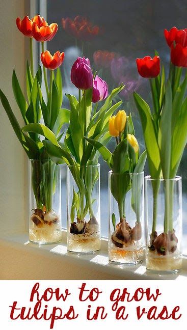 Tulips in a Vase